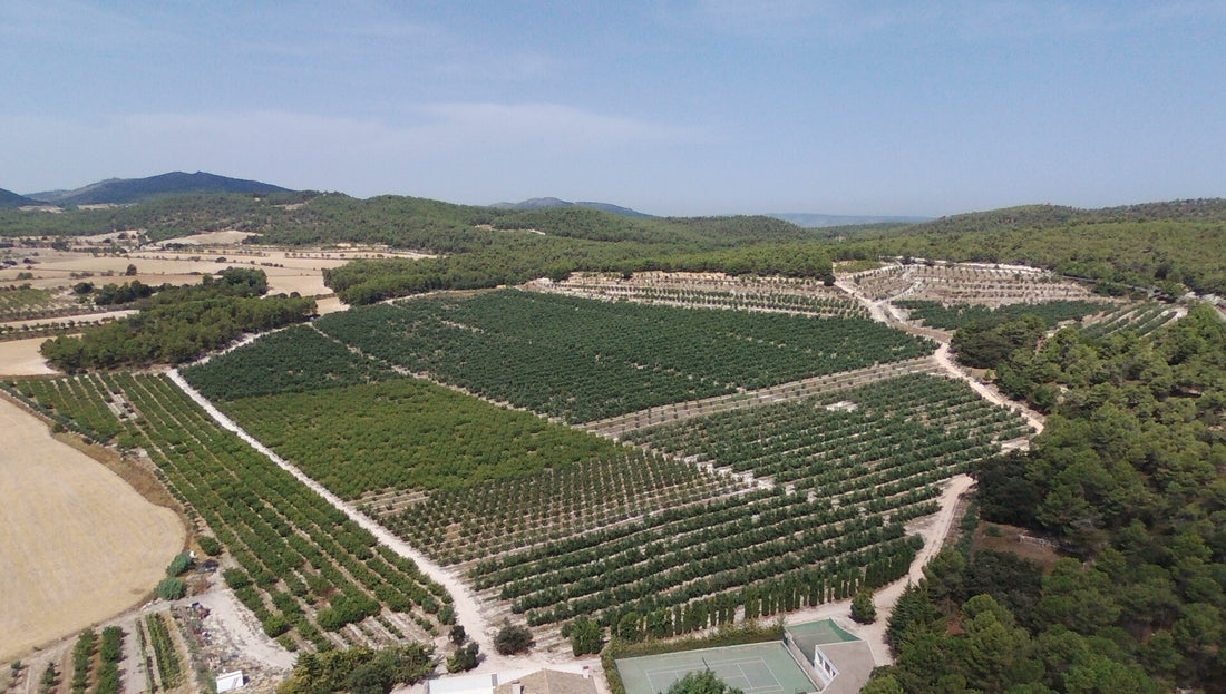 Finca Torrevella, Pasión por la Agricultura.