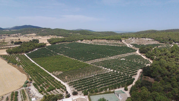 Cultivo en Sotaroni